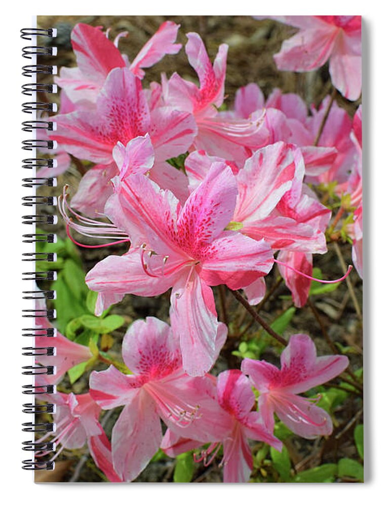 Azalea Spiral Notebook featuring the photograph Spring Azaleas in Pink by Nicole Lloyd