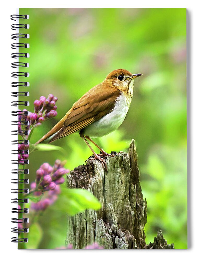 Bird Spiral Notebook featuring the photograph Spring Bird Veery Square by Christina Rollo