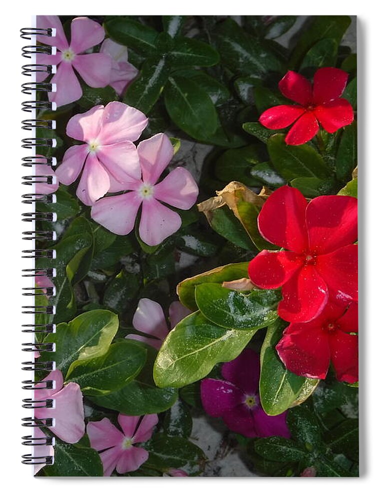 Spring Bloomin Spiral Notebook featuring the photograph Spring Bloomin by Barbra Telfer
