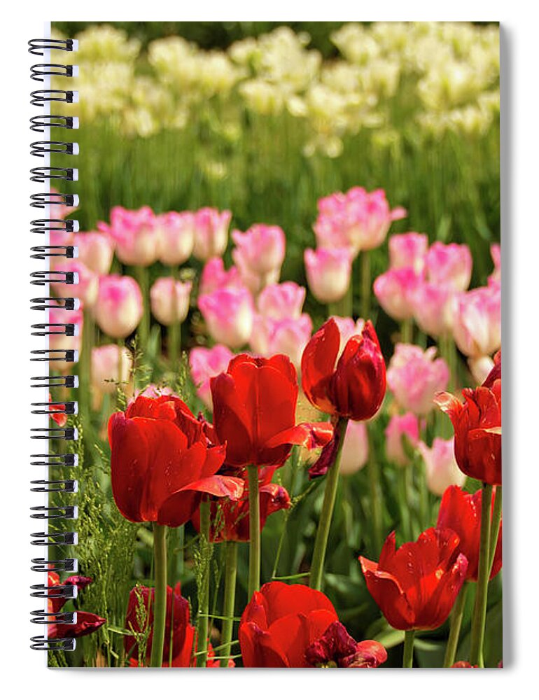 Tulip Spiral Notebook featuring the photograph Spring Colors by Kristia Adams