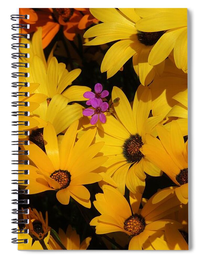 African Daisies Spiral Notebook featuring the photograph Spring in the neighborhood by Helen Carson