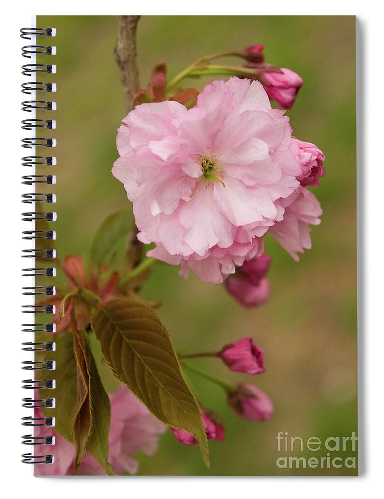 Central Park Spiral Notebook featuring the photograph Springtime Blossoms In Central Park 10 by Dorothy Lee