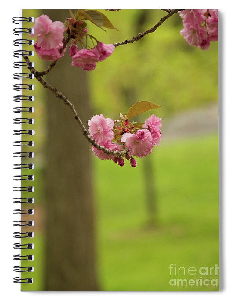 Central Park Spiral Notebook featuring the photograph Springtime Blossoms In Central Park by Dorothy Lee