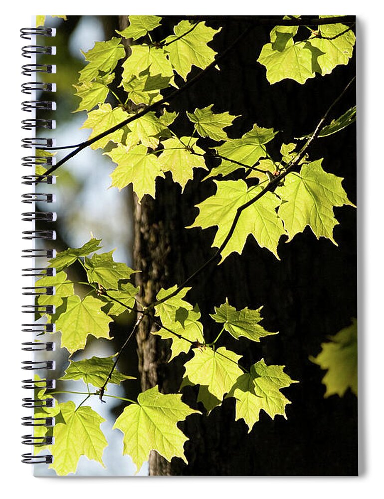 Nature Spiral Notebook featuring the photograph Springtime Glow 3 by Dorothy Lee