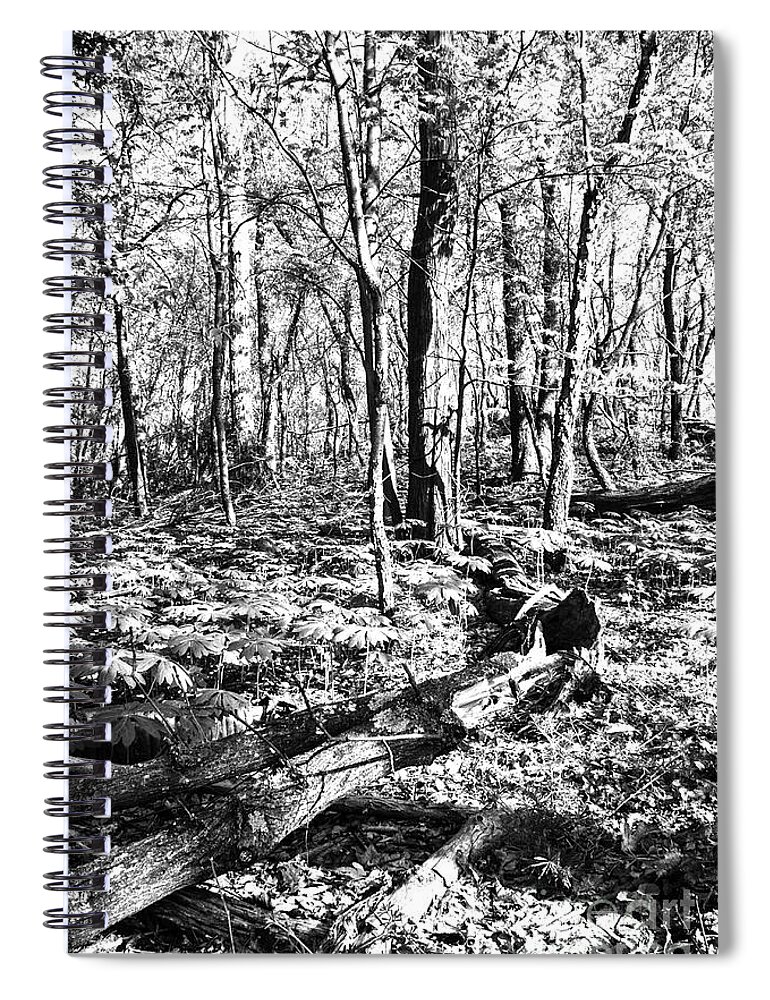 Spring Spiral Notebook featuring the photograph Springtime on Sugarloaf Mountain No.1 by Steve Ember