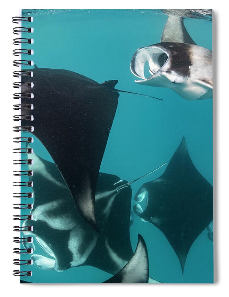Animal Spiral Notebook featuring the photograph Squadron Of Manta Rays Feeding by Tui De Roy
