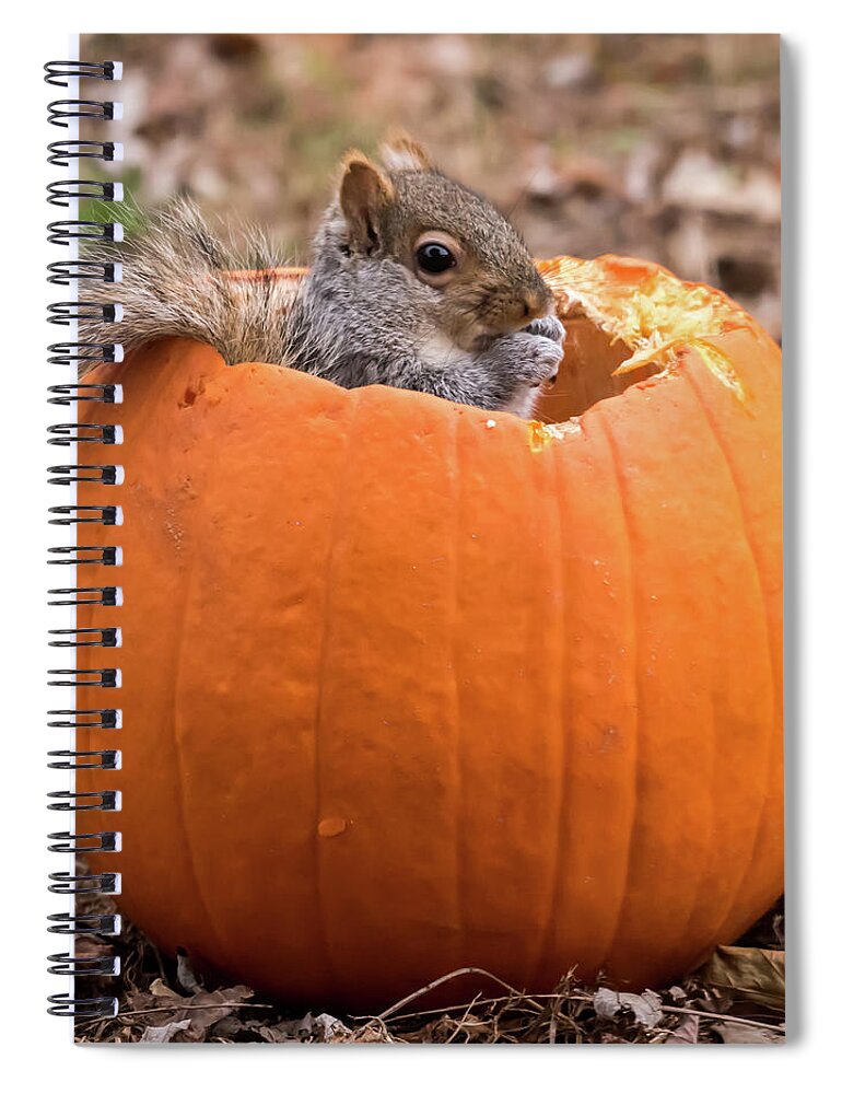 Terry D Photography Spiral Notebook featuring the photograph Squirrel In Pumpkin Square by Terry DeLuco