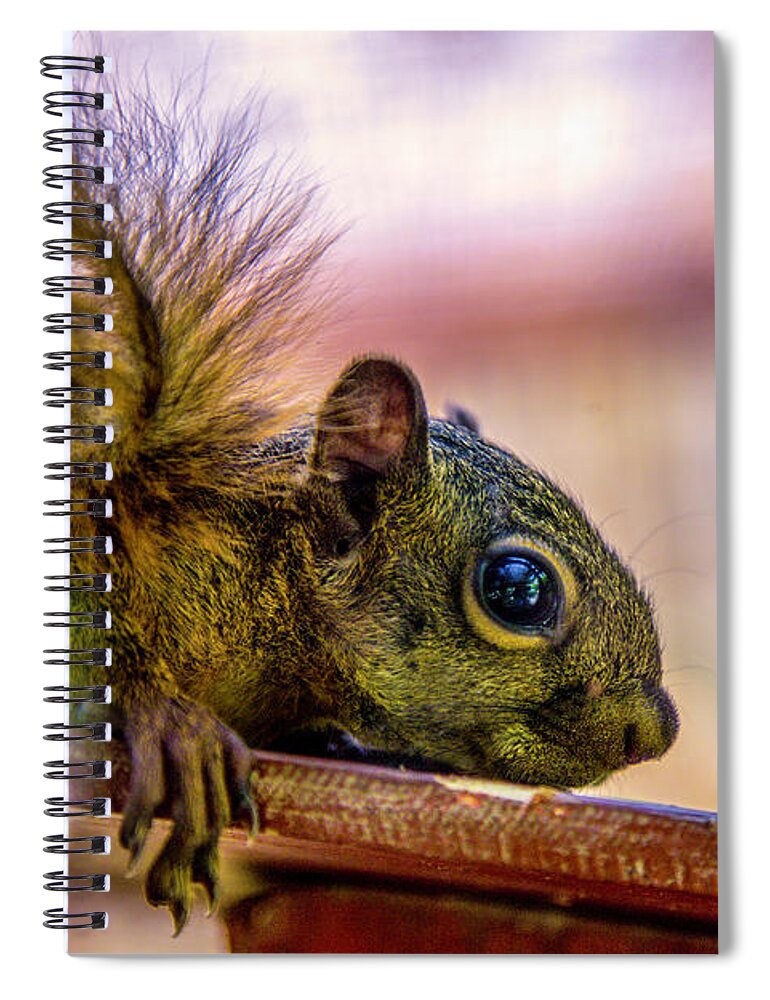 Squirrel Spiral Notebook featuring the photograph Squirrels Watchful Eye by Pheasant Run Gallery