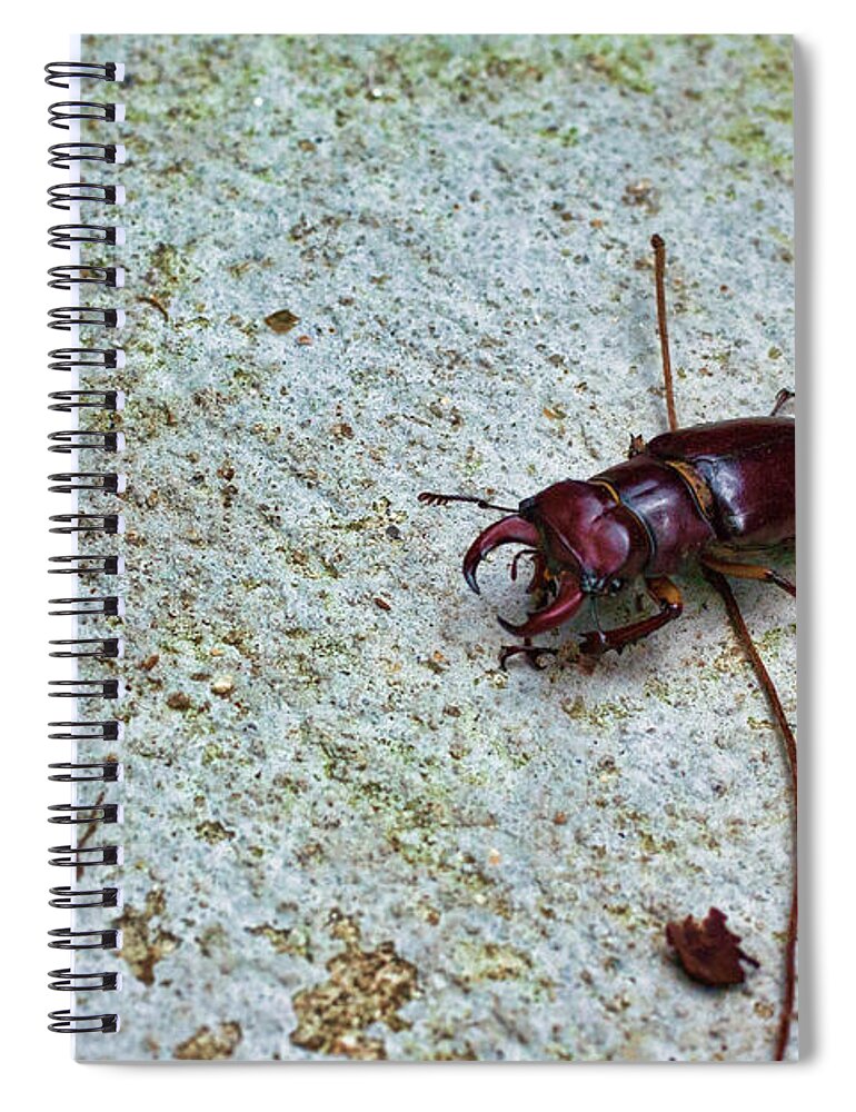 Insect Spiral Notebook featuring the photograph Stag Party by Mike Smale