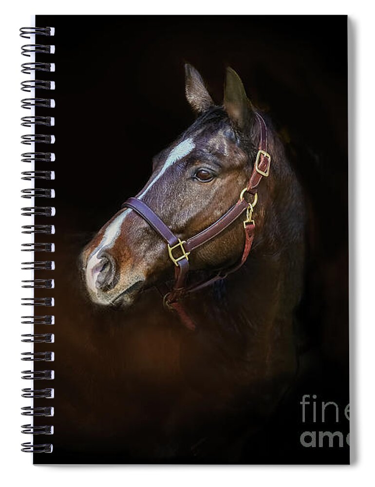 Horse Spiral Notebook featuring the photograph Stallion by JBK Photo Art