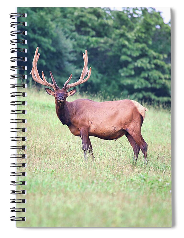 Elk Spiral Notebook featuring the photograph Standing Tall by Scott Burd