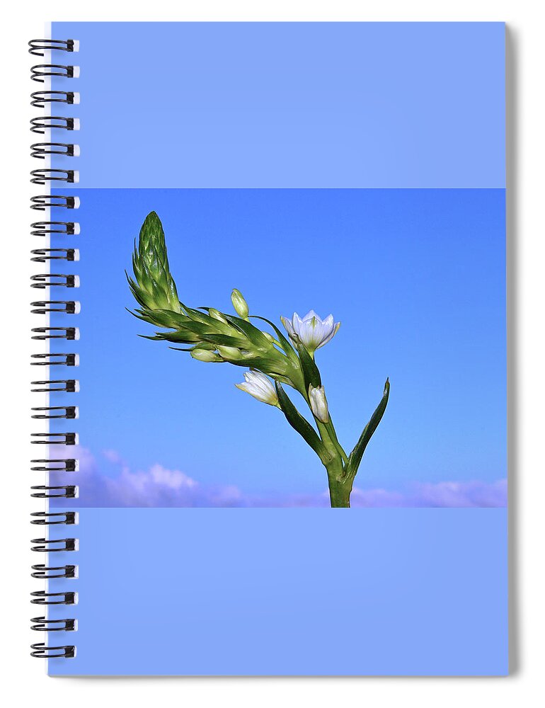  Star Of Bethlehem Spiral Notebook featuring the photograph Star Of Bethlehem. by Terence Davis