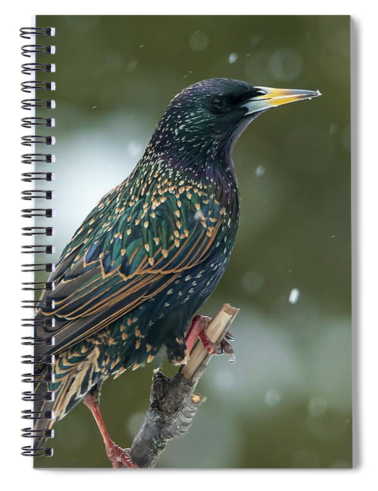 Bird Spiral Notebook featuring the photograph Starling Bird Portrait by Sandra J's