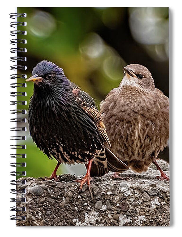 Starling Spiral Notebook featuring the photograph Starling Fledgling by Adrian Evans
