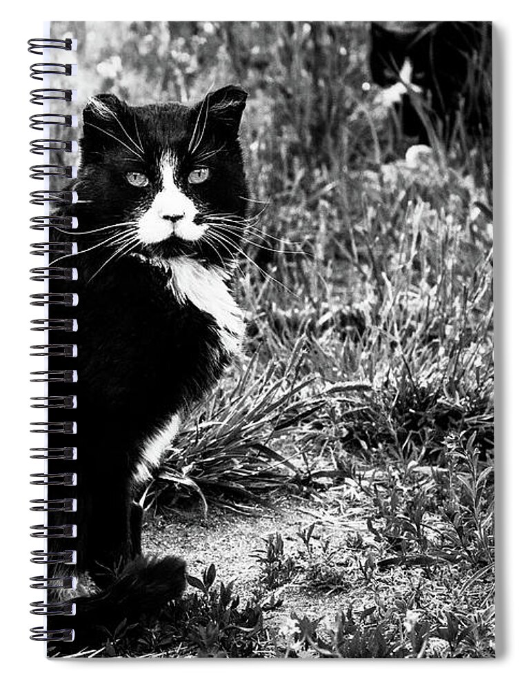 Feral Cat Photo Spiral Notebook featuring the photograph Stash Stalking the Amazing Mr. Tom by Sandra Dalton