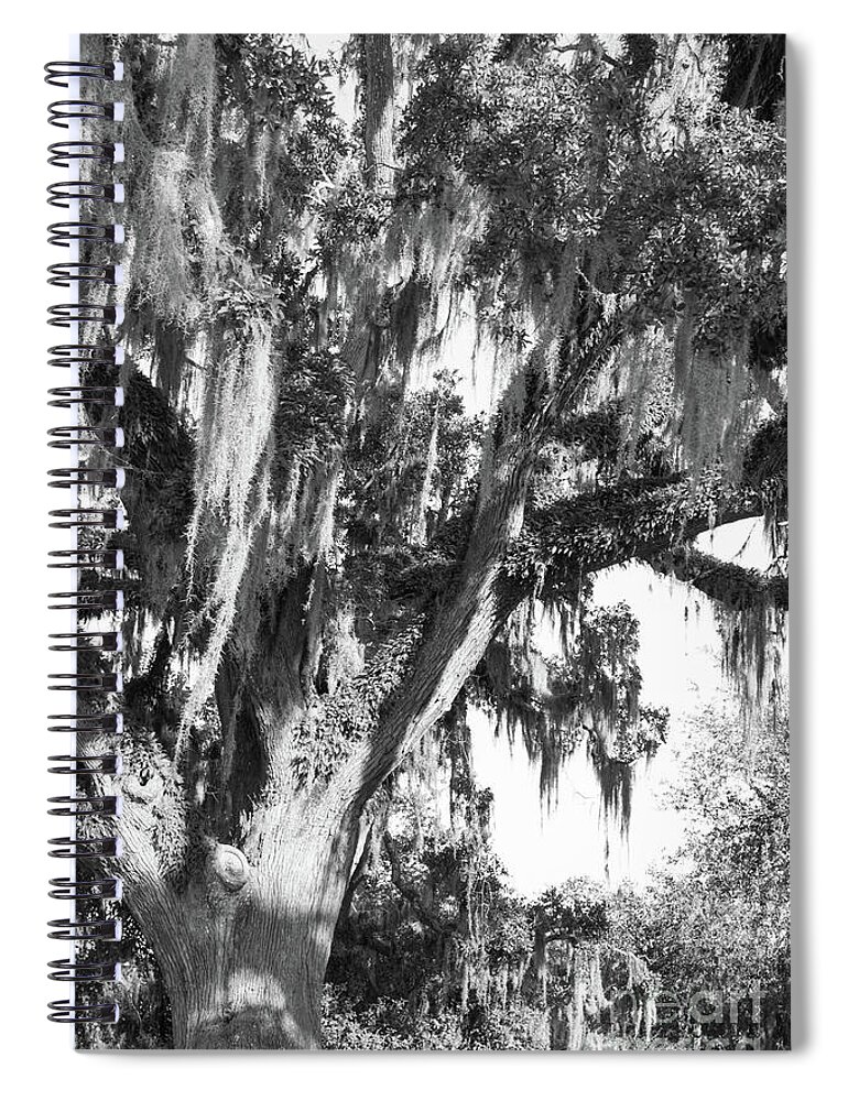 Oak Spiral Notebook featuring the photograph Stately Moss Draped Live Oak Black and White by MM Anderson
