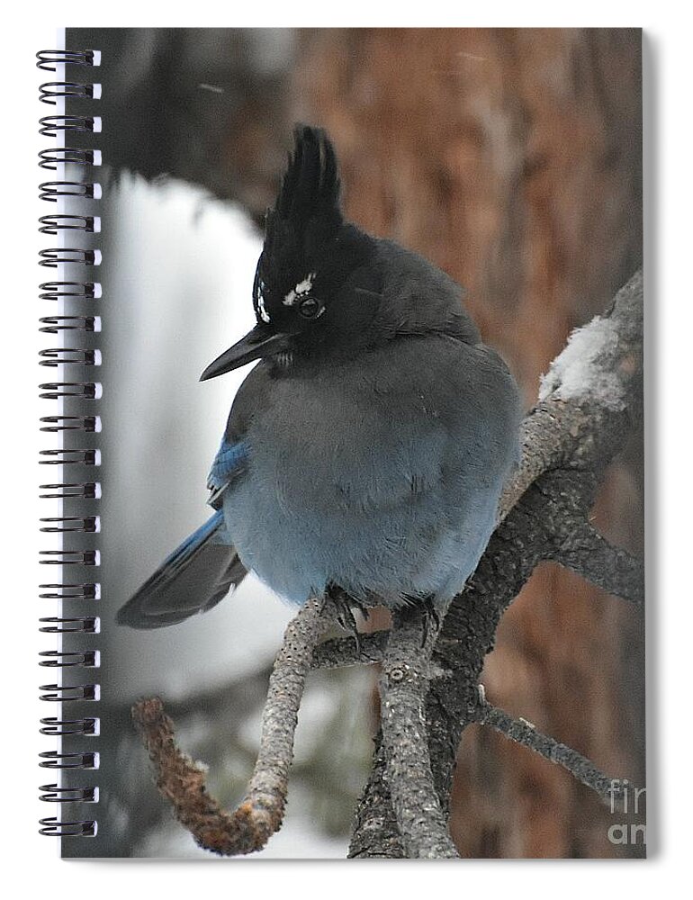 Stellar's Jay Spiral Notebook featuring the photograph Stellar's Jay in Pine by Dorrene BrownButterfield