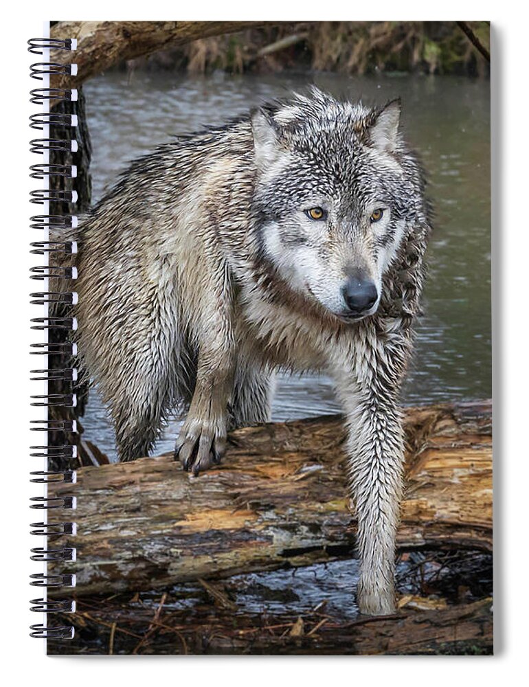 Wolf Wolves Spiral Notebook featuring the photograph Stepping OVer by Laura Hedien