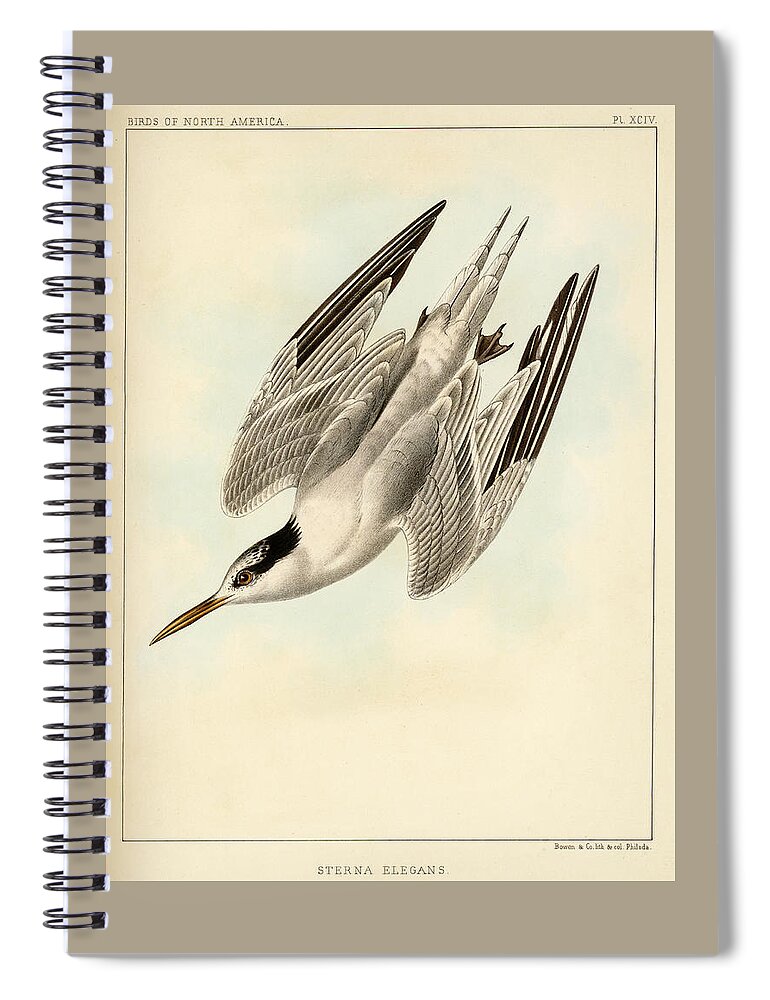 Birds Spiral Notebook featuring the mixed media Sterna Elegans by Bowen and Co lith and col Phila