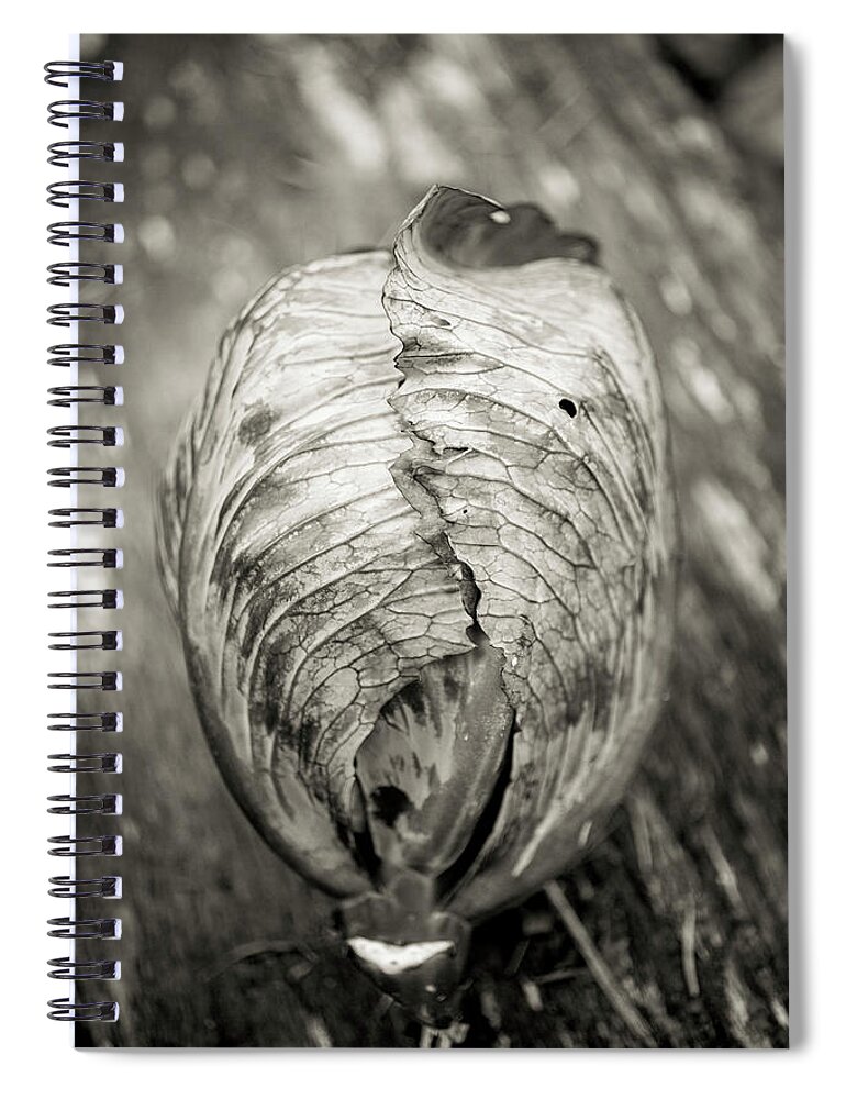 Close-up Spiral Notebook featuring the photograph Still Life Of A Red Cabbage by Justin Bailie