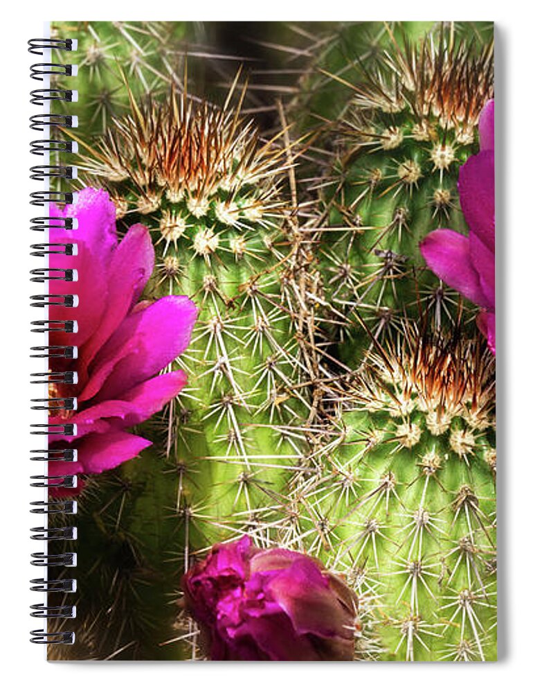 Strawberry Hedgehog Cactus Spiral Notebook featuring the photograph Strawberry Hedgehog Flowers by Saija Lehtonen