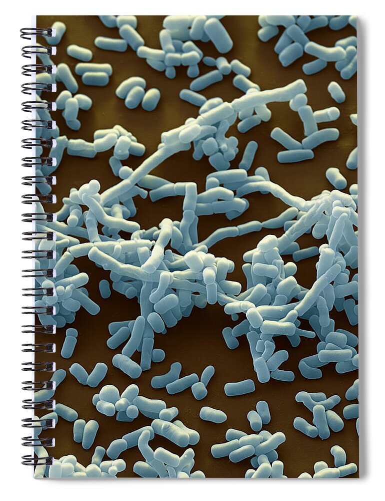 Actinobacteria Spiral Notebook featuring the photograph Streptomyces Sp., Sem by Meckes/ottawa