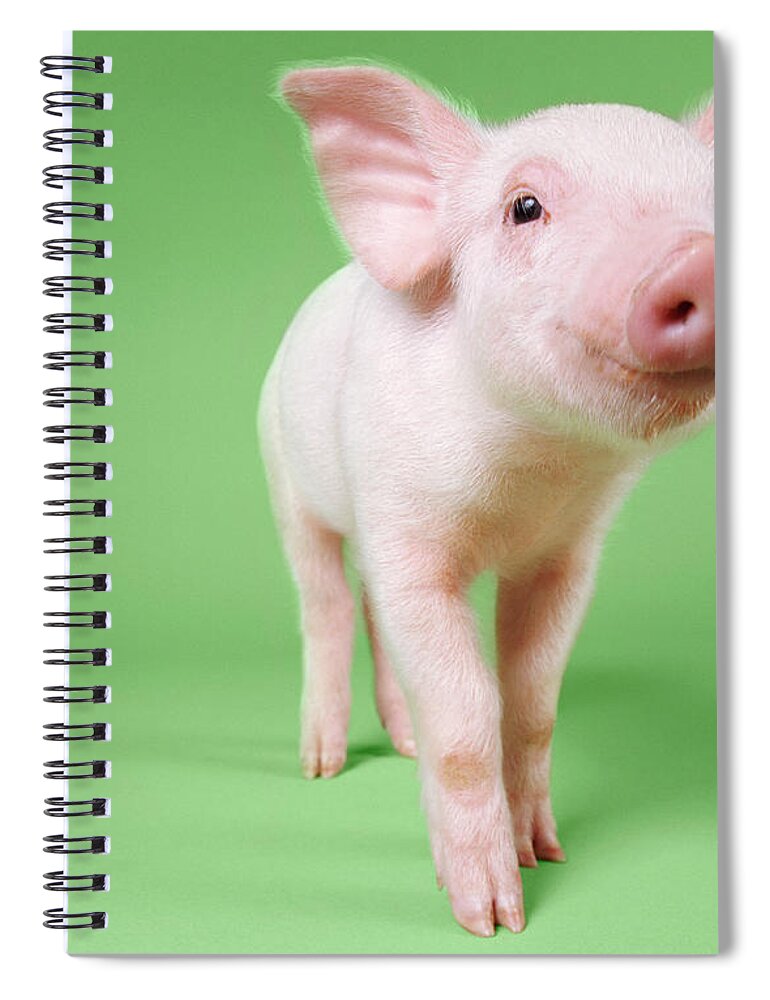 Pig Spiral Notebook featuring the photograph Studio Cut Out Of A Piglet Standing by Digital Vision.