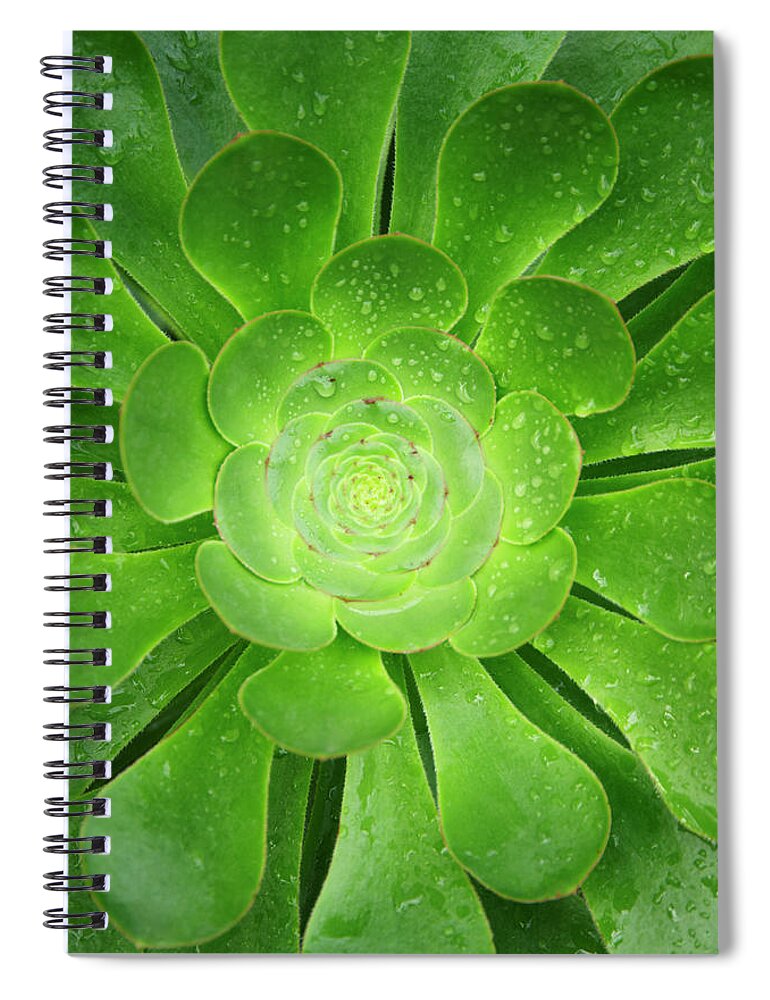 Outdoors Spiral Notebook featuring the photograph Succulent Aeonium Undulatum Splashed by Liz Whitaker