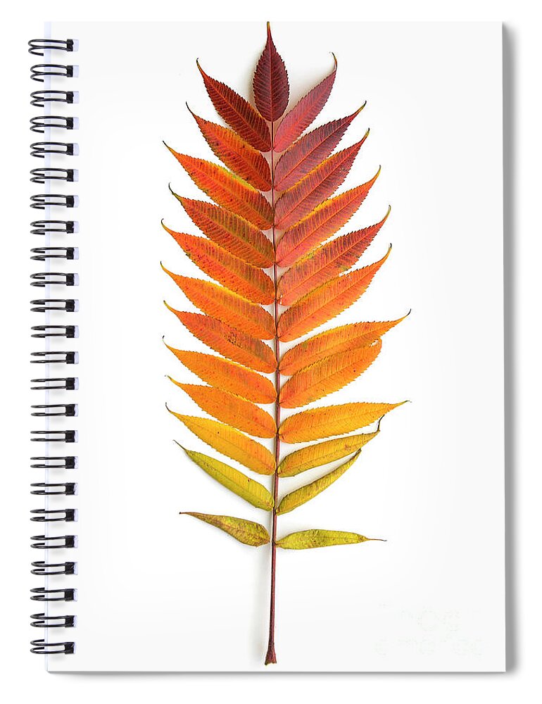 Sumac Spiral Notebook featuring the photograph Sumac Leaf by Diane Diederich