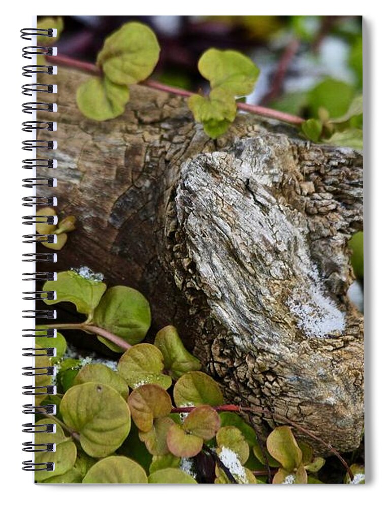 Fall Spiral Notebook featuring the photograph Summer Leftover by Ann E Robson