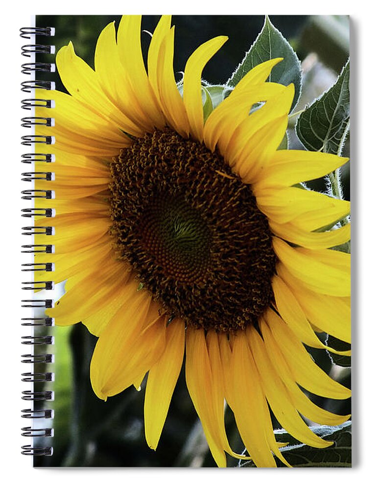 Flower Spiral Notebook featuring the digital art Sun flower by Yenni Harrison