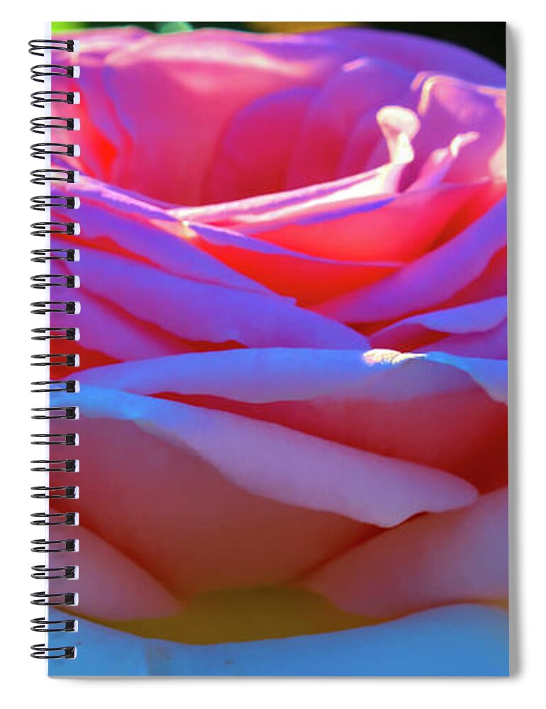 Blossom Spiral Notebook featuring the photograph Sun on my Pink Roses by Cathy Anderson