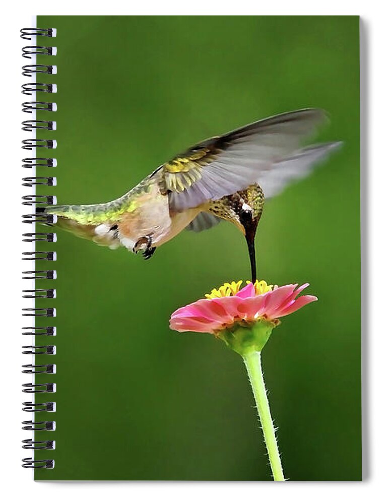 Hummingbird Spiral Notebook featuring the photograph Sun Sweet by Christina Rollo