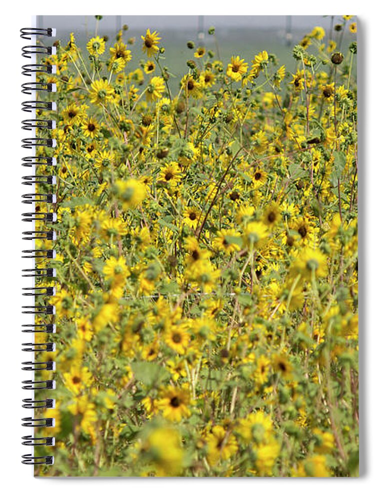 Sunflowers Spiral Notebook featuring the photograph Sunflower Explosion by Jonathan Thompson
