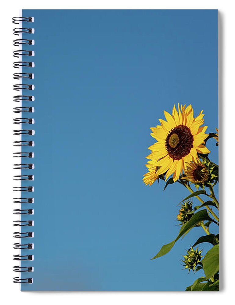 Nature Spiral Notebook featuring the photograph Sunflower Morning by Douglas Wielfaert