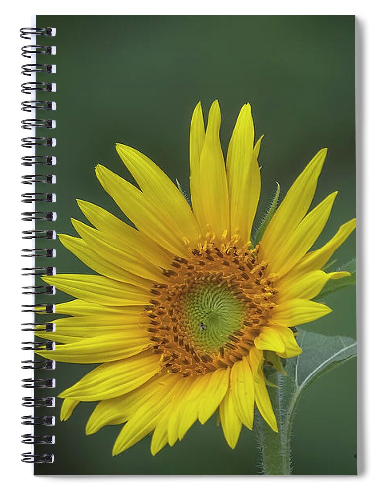 Sunflowers Spiral Notebook featuring the photograph Sunflower Peaking and Visitor by DB Hayes