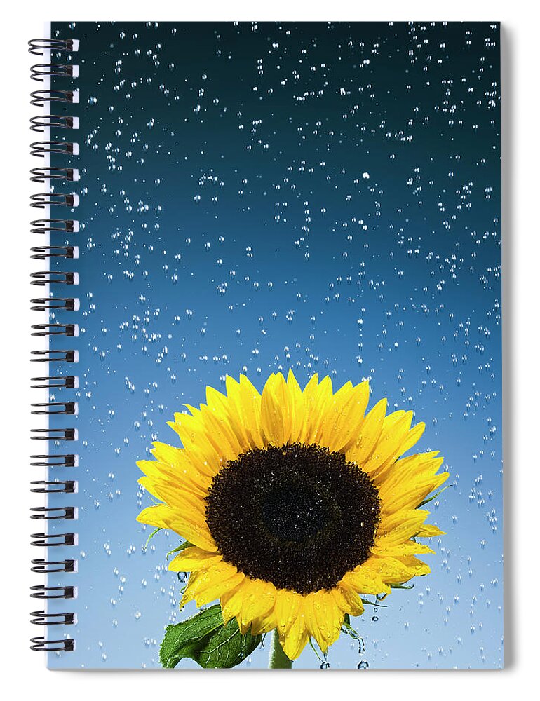 Purity Spiral Notebook featuring the photograph Sunflower by Pier