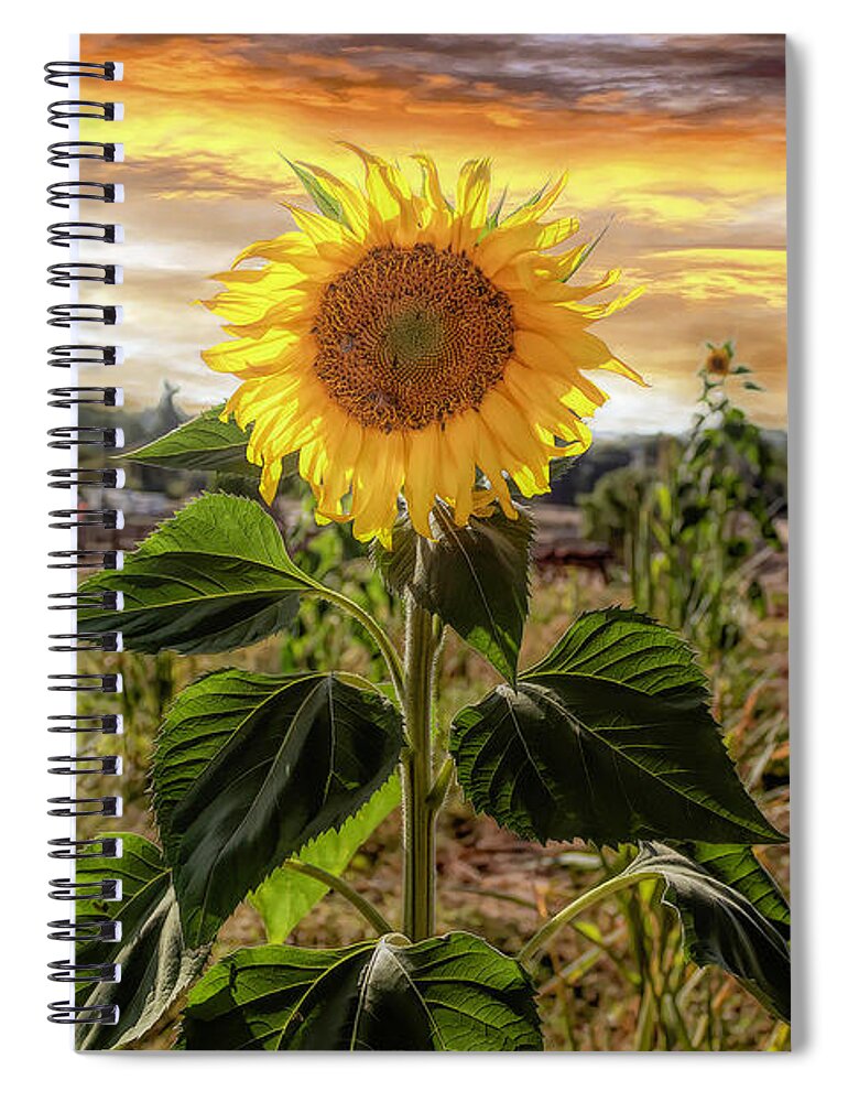 Sunflower Spiral Notebook featuring the photograph Sunflower Power 2.0 by Alison Frank