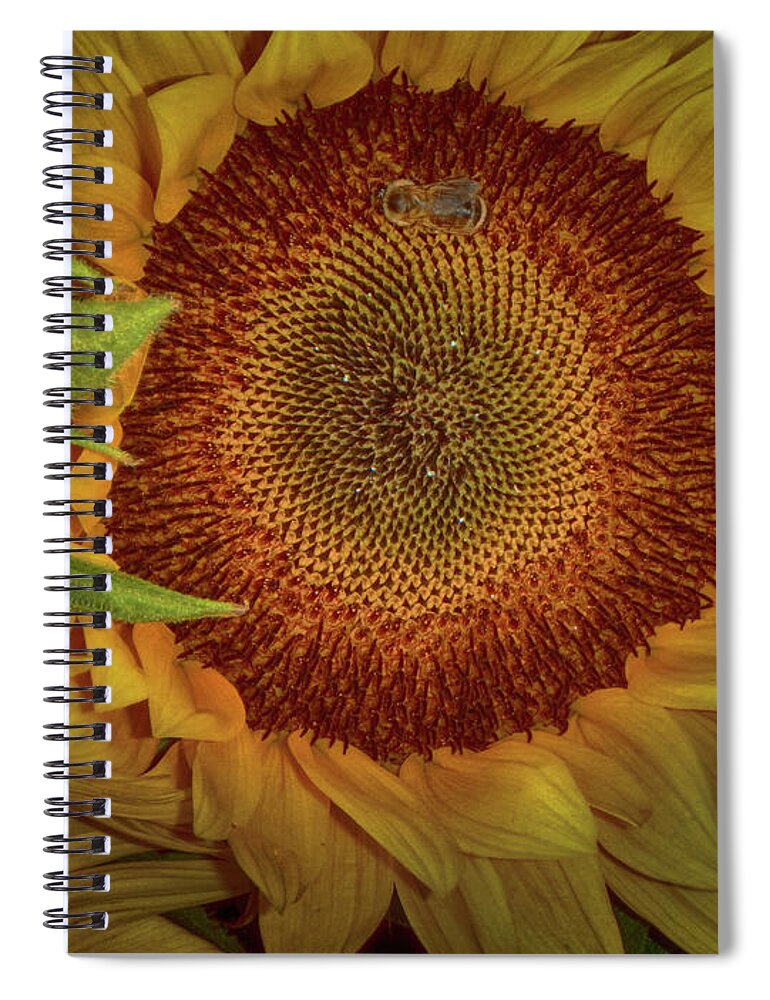 Sunflower Spiral Notebook featuring the photograph Sunflower Splendor by Judy Hall-Folde