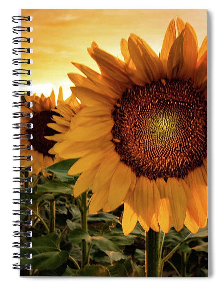 Sunflower Spiral Notebook featuring the photograph Sunflower Sunset by Kevin Schwalbe