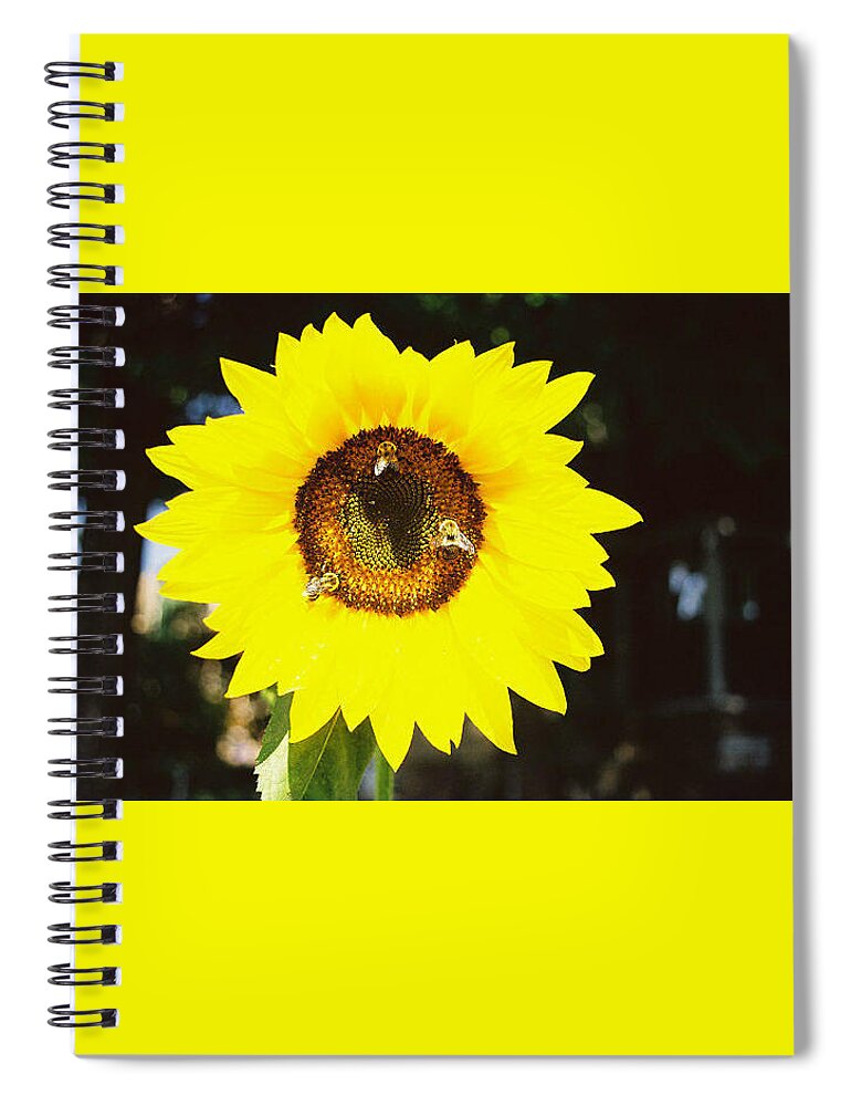 Sunflower Spiral Notebook featuring the photograph Sunflower with Three Bees by FD Graham