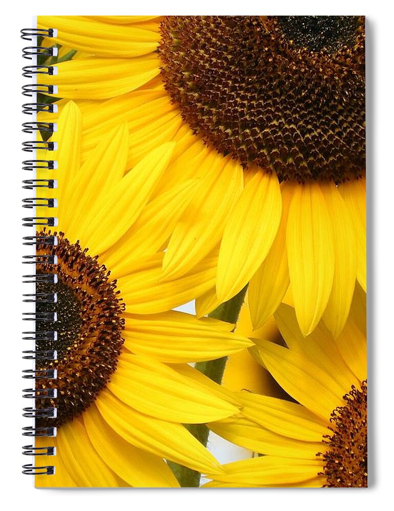 Sunflowers Spiral Notebook featuring the photograph Sunflowers by Judy Genovese