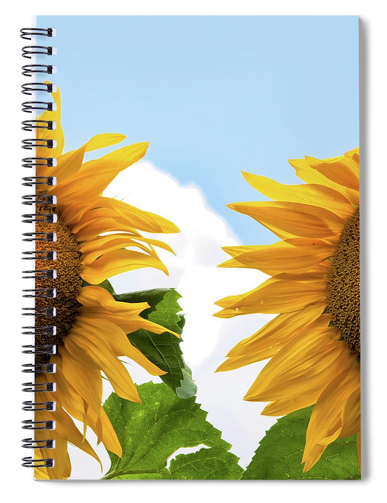Animal Themes Spiral Notebook featuring the photograph Sunflowers by Rudolf Vlcek