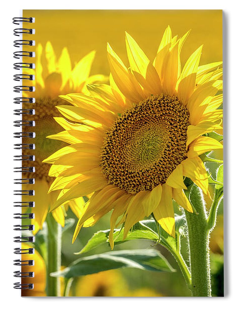 Colorado Spiral Notebook featuring the photograph Sunny Afternoon Sunflower by Teri Virbickis