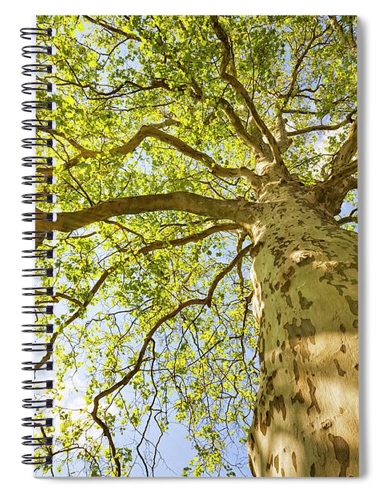 Environmental Conservation Spiral Notebook featuring the photograph Sunny Tree by Cinoby
