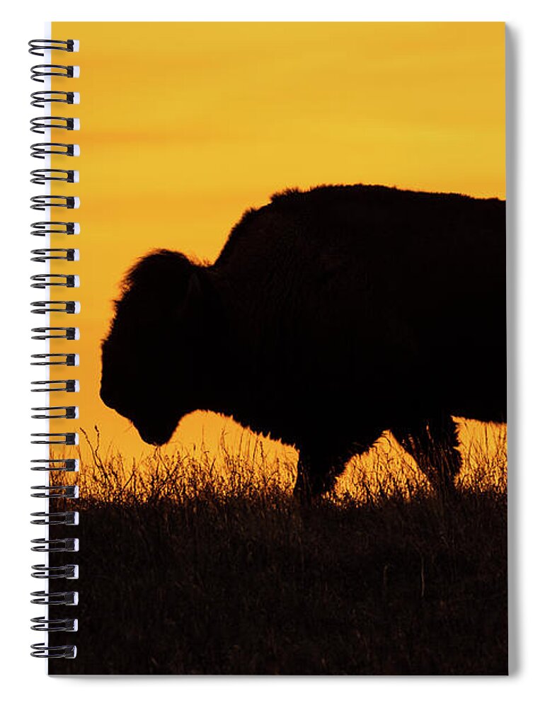 Jay Stockhaus Spiral Notebook featuring the photograph Sunrise Bison by Jay Stockhaus