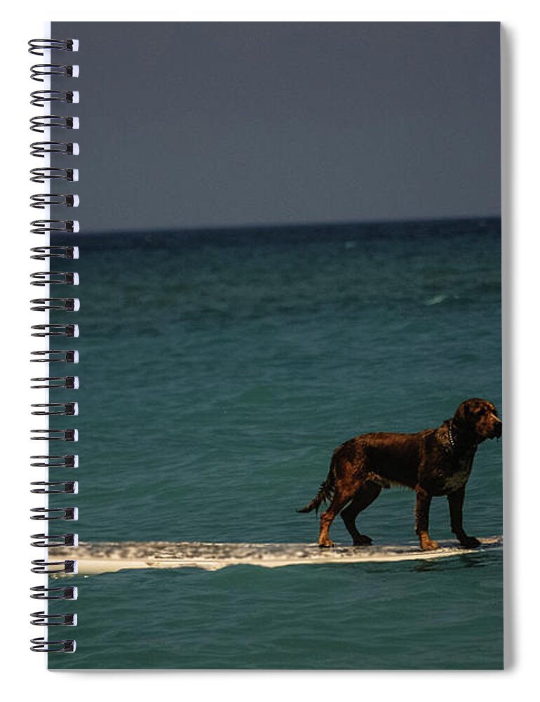People Spiral Notebook featuring the photograph Surfing Dog by Tito Slack