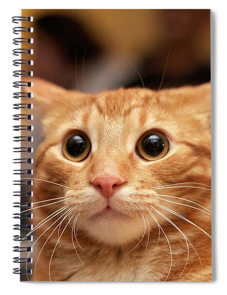 Surprised Cat Spiral Notebook