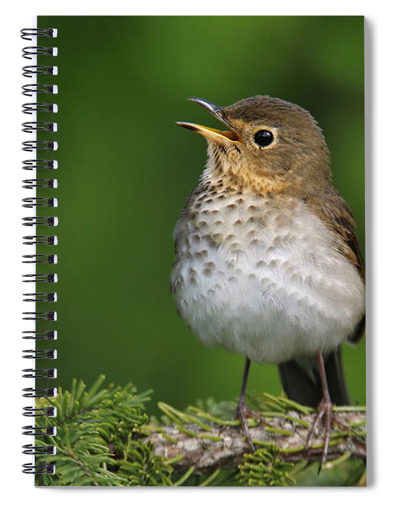 American Bird Spiral Notebook featuring the photograph Swainsons Thrush by James Zipp