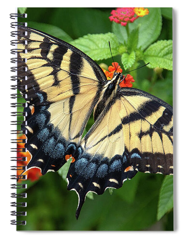 Butterfly Spiral Notebook featuring the photograph Swallowtail #3 by Minnie Gallman